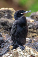 Image of Neotropic Cormorant