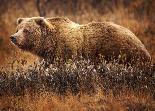 Image of grizzly bear