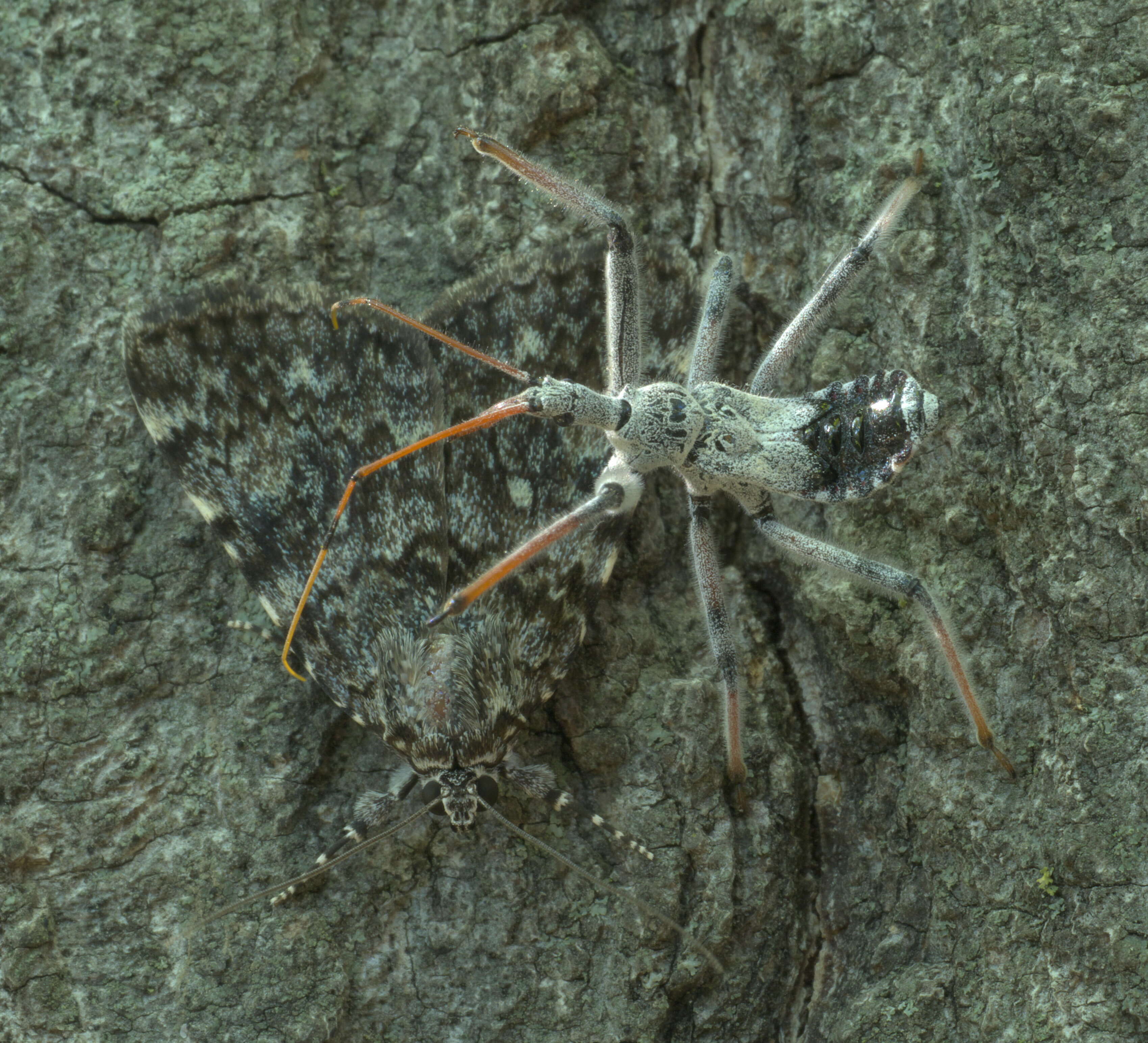 Image of Wheel Bug