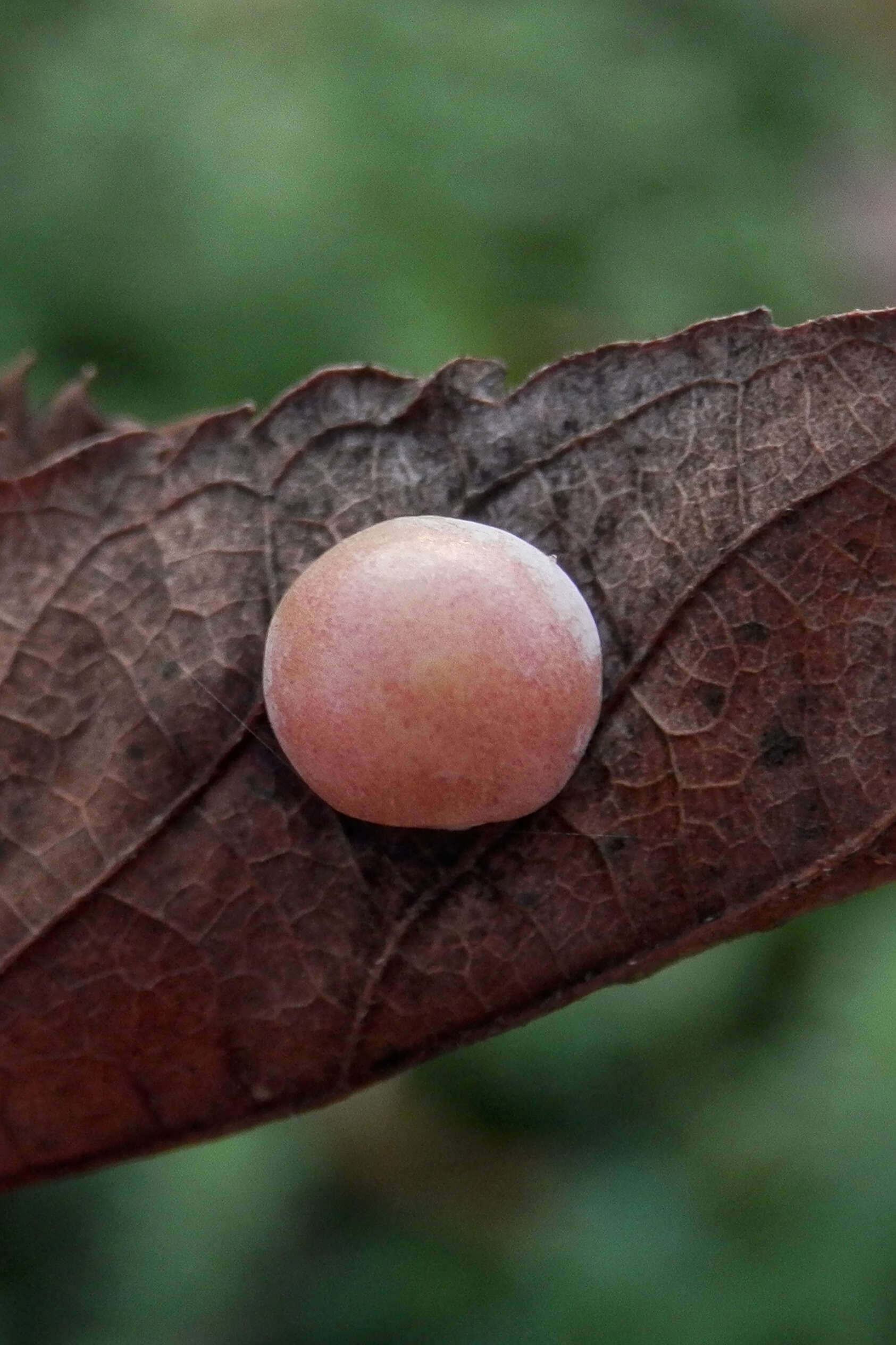 Image of Hackberry Nipplegall Maker