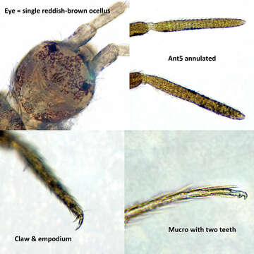 Image of Heteromurus nitidus (Templeton & R ex Templeton, R, Westwood & JO 1836)