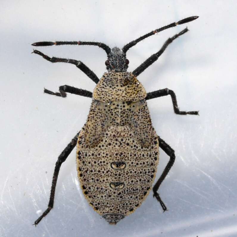 Image of Squash Bug