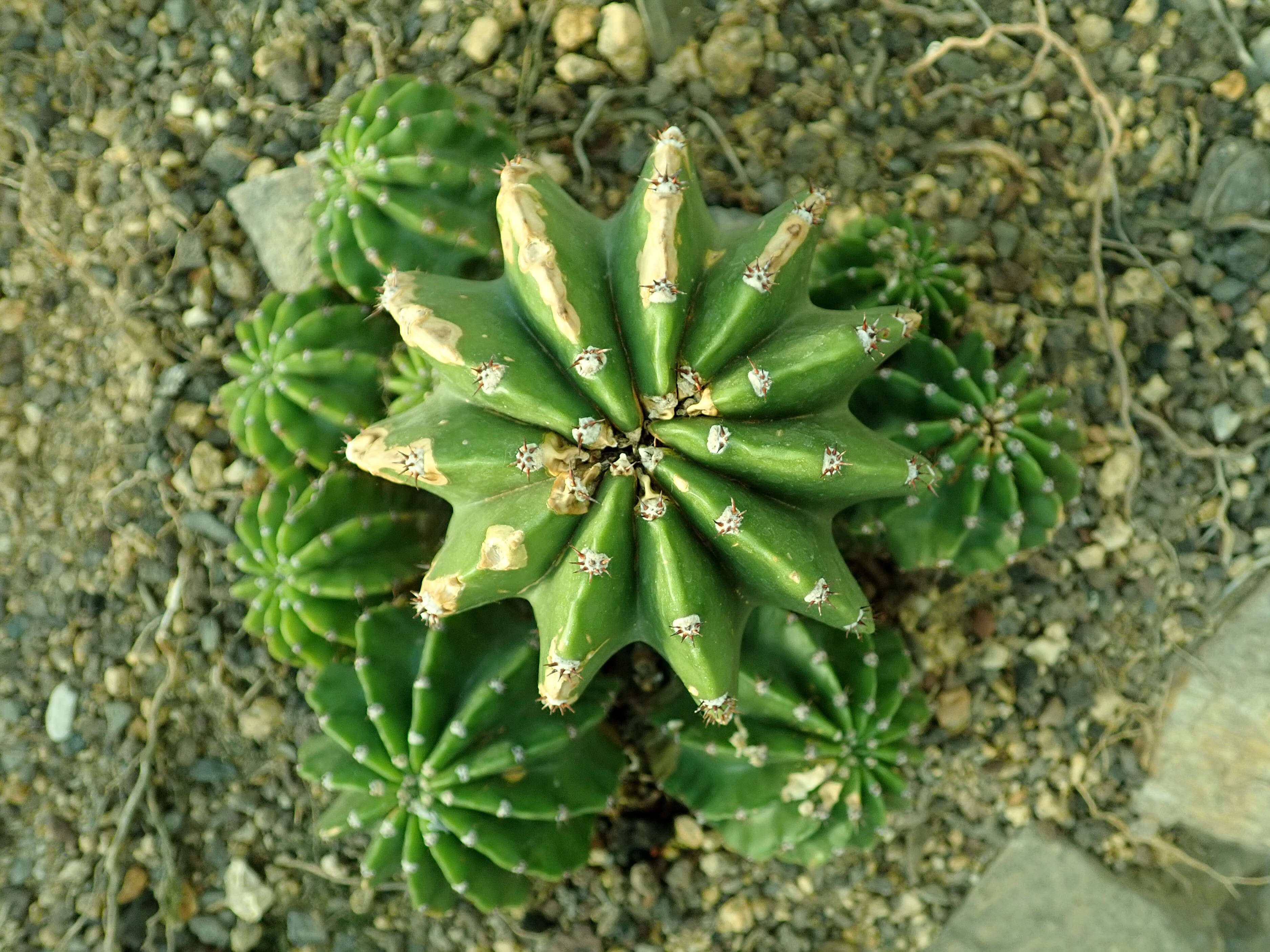 Image of Echinopsis oxygona