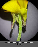 Ranunculus bulbosus L.的圖片