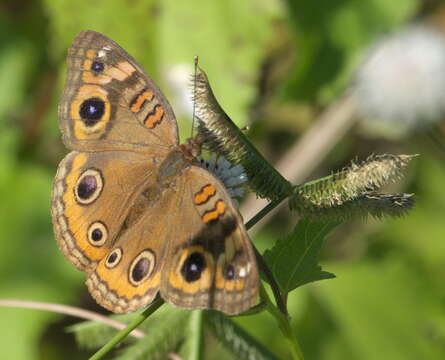 Plancia ëd Junonia neildi