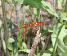 Image of Flame Skimmer