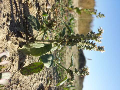 Image of European heliotrope