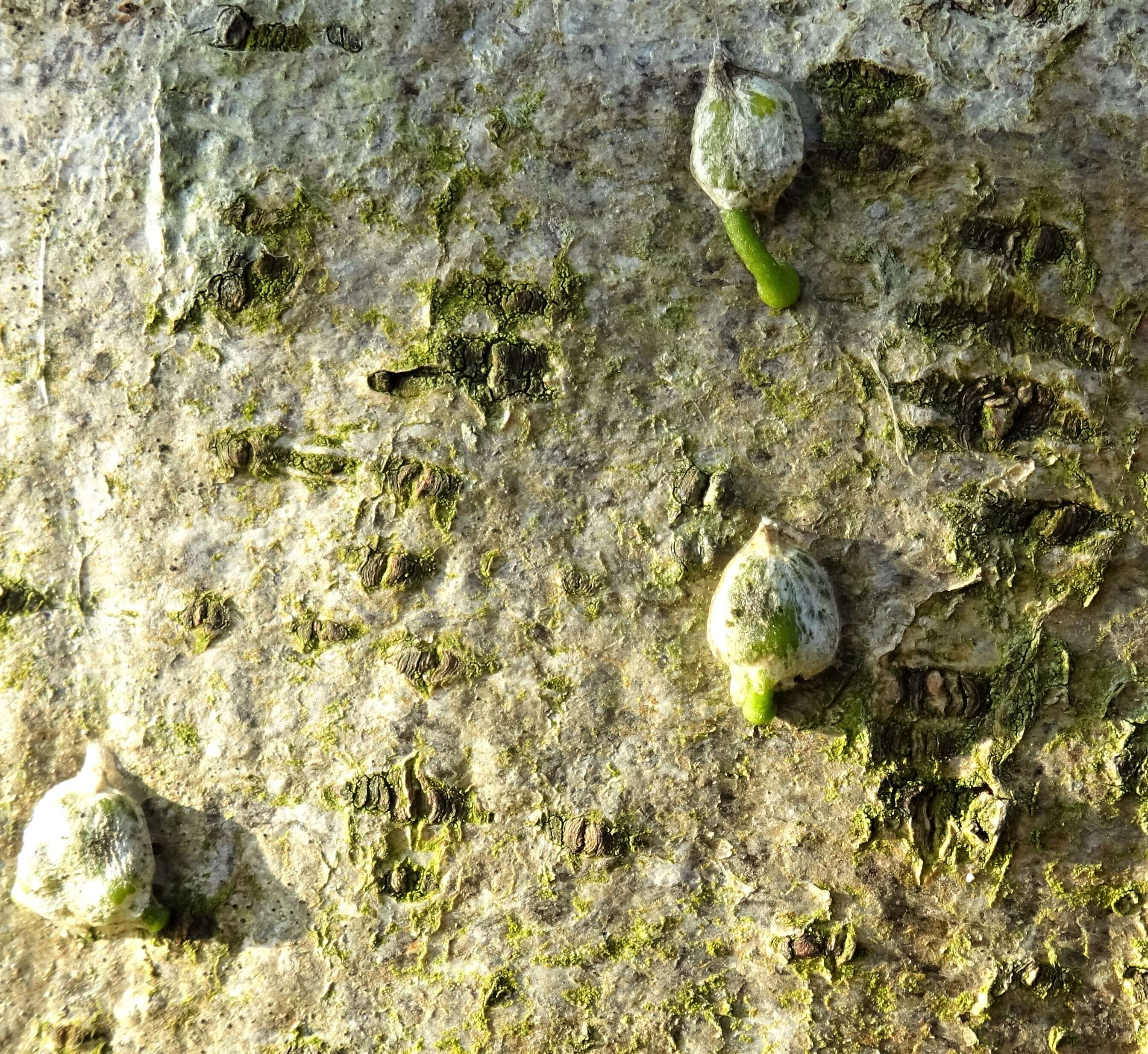 Image of European mistletoe