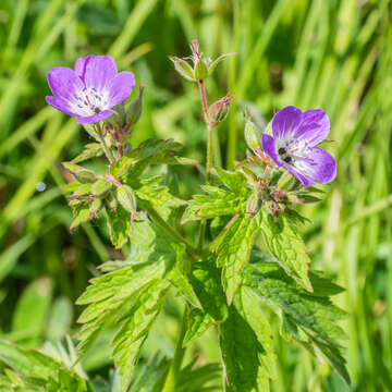 Image of Wood Crane's-bill