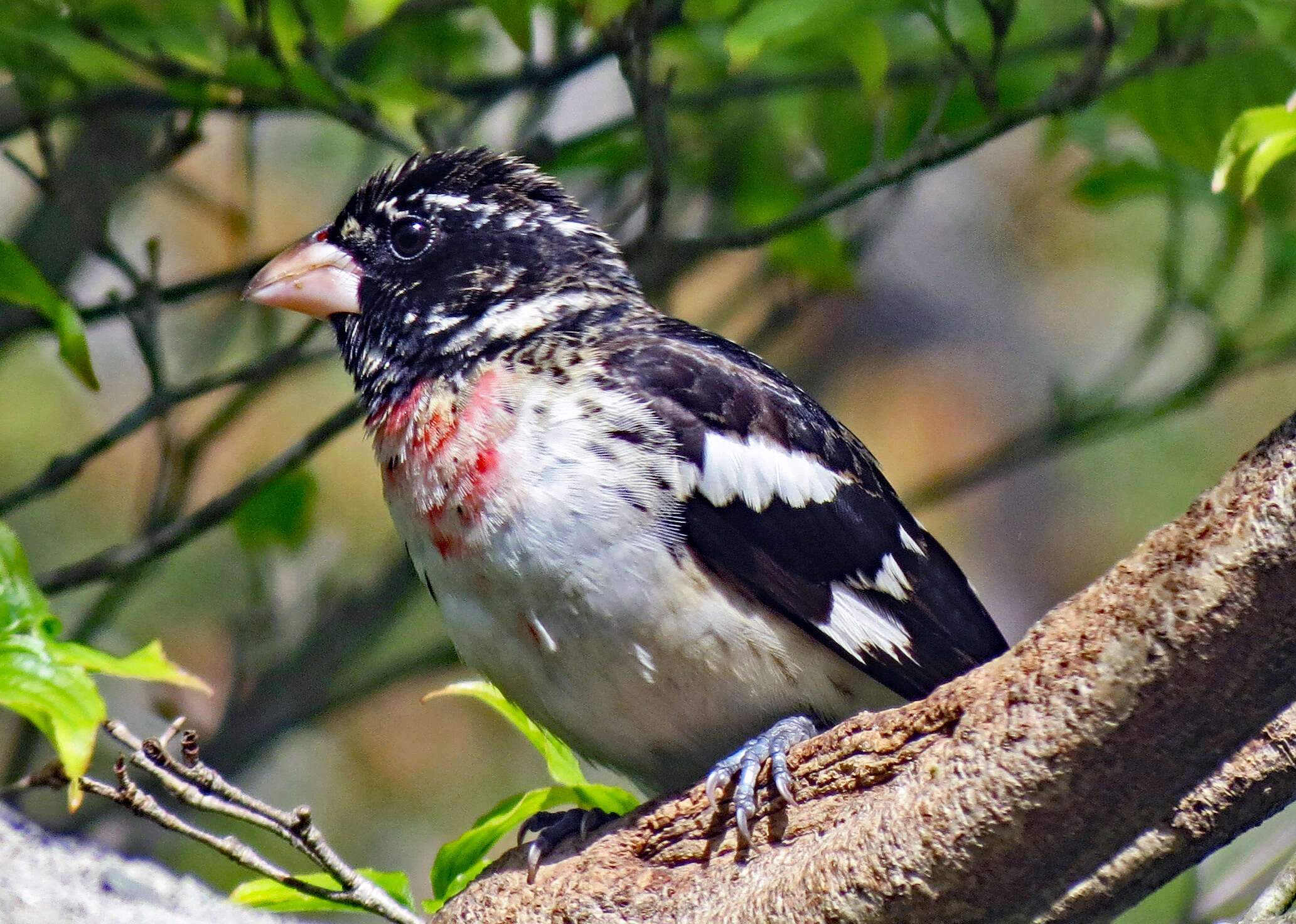 Image of Rose-breasted Grosbeak