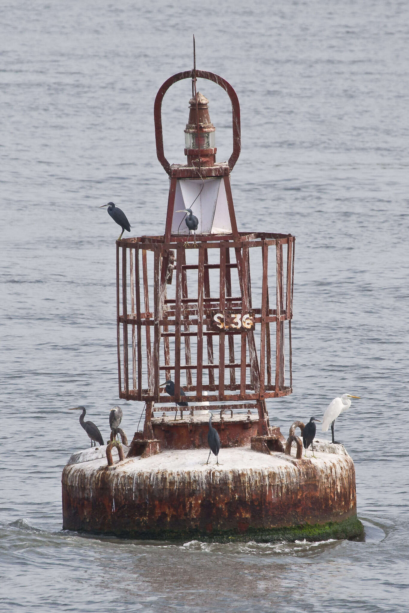 Image of Western Reef Heron