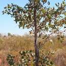 Image of Eucalyptus pantoleuca L. A. S. Johnson & K. D. Hill