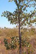 Image of Eucalyptus pantoleuca L. A. S. Johnson & K. D. Hill