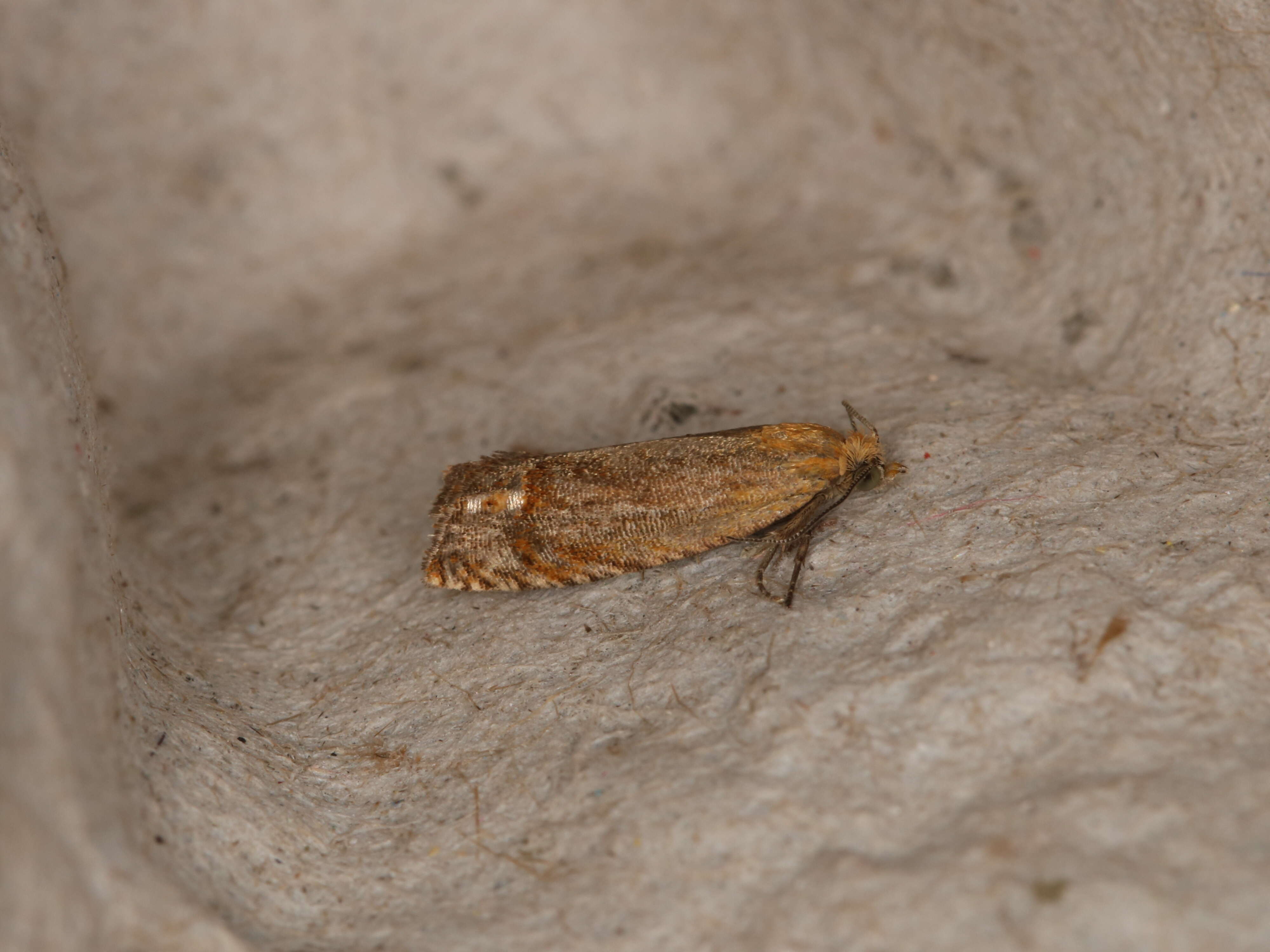 Image of Lathronympha strigana Fabricius 1775