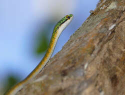 Image of Green Parrot Snake