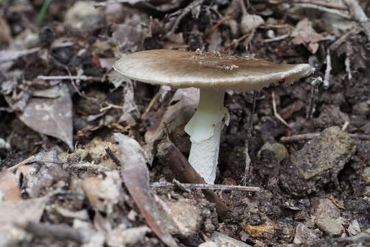 صورة Amanita pseudoporphyria Hongo 1957