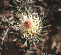 Image of Banksia carlinoides (Meissn.) A. R. Mast & K. R. Thiele