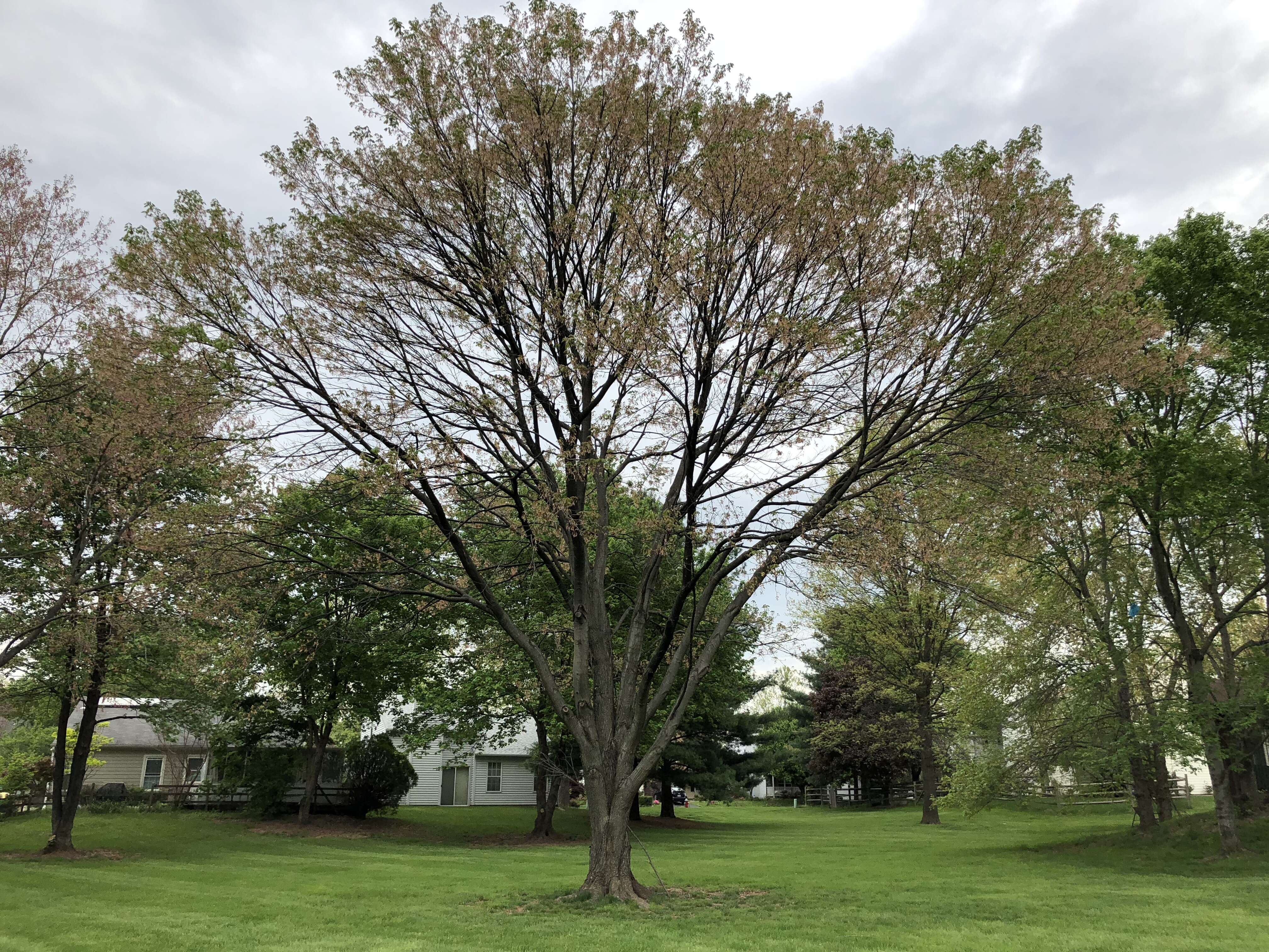 Image of Red Maple