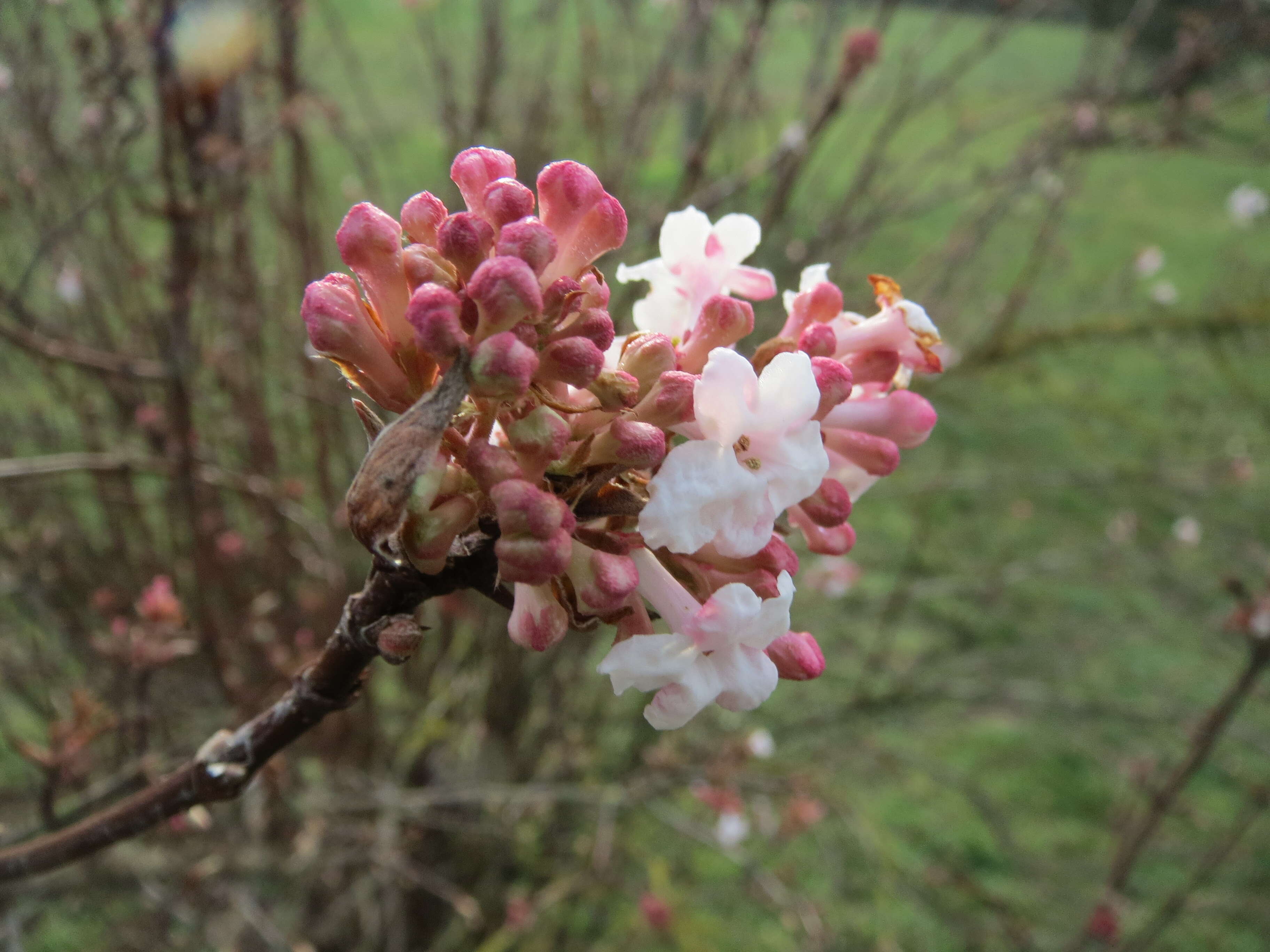 Sivun Viburnum × bodnantense kuva