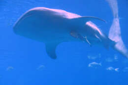 Image of whale sharks