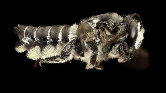 Image of Hoary Leaf-cutter Bee