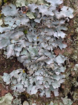 Image of Hammered shield lichen