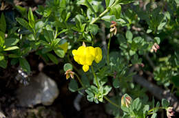 Image of Common Bird's-foot-trefoil