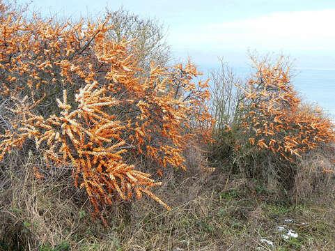 Image of Sea-buckthorn