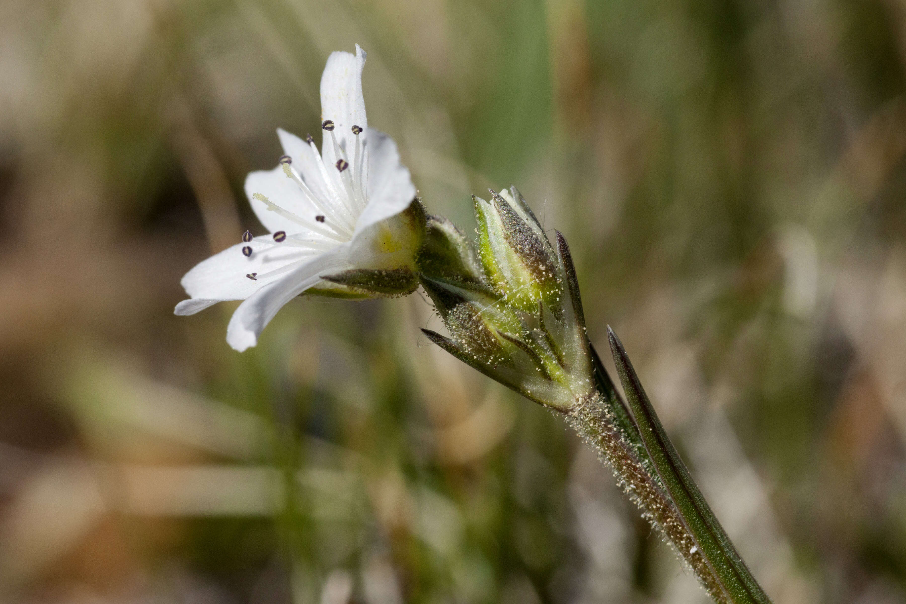 Image of Fendler's sandwort