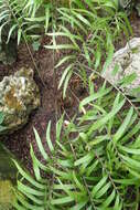 Image of Cycad