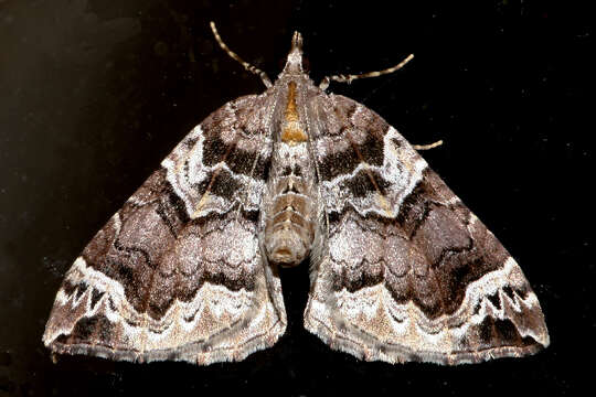 Image of Northwestern Phoenix Moth