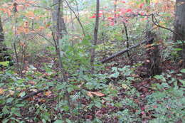 Image of northern spicebush