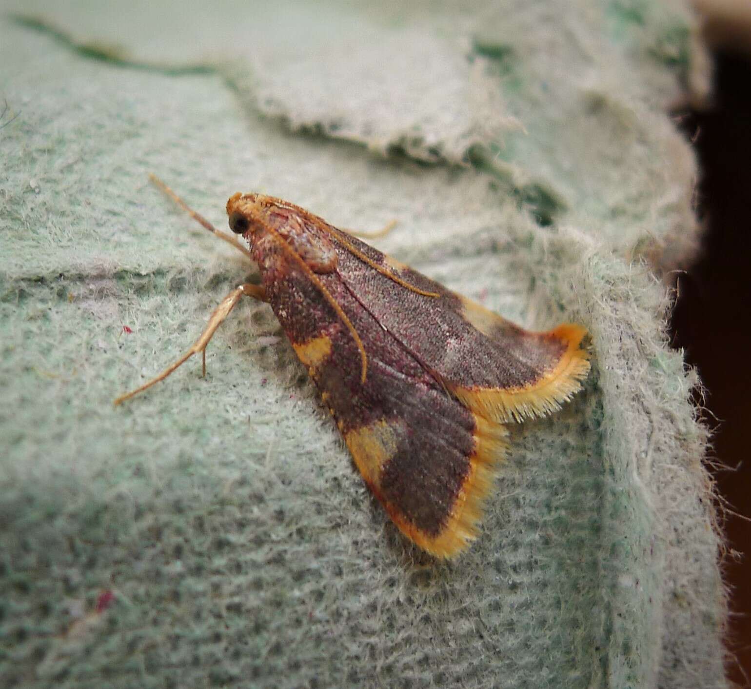 Image of Clover Hayworm Moth