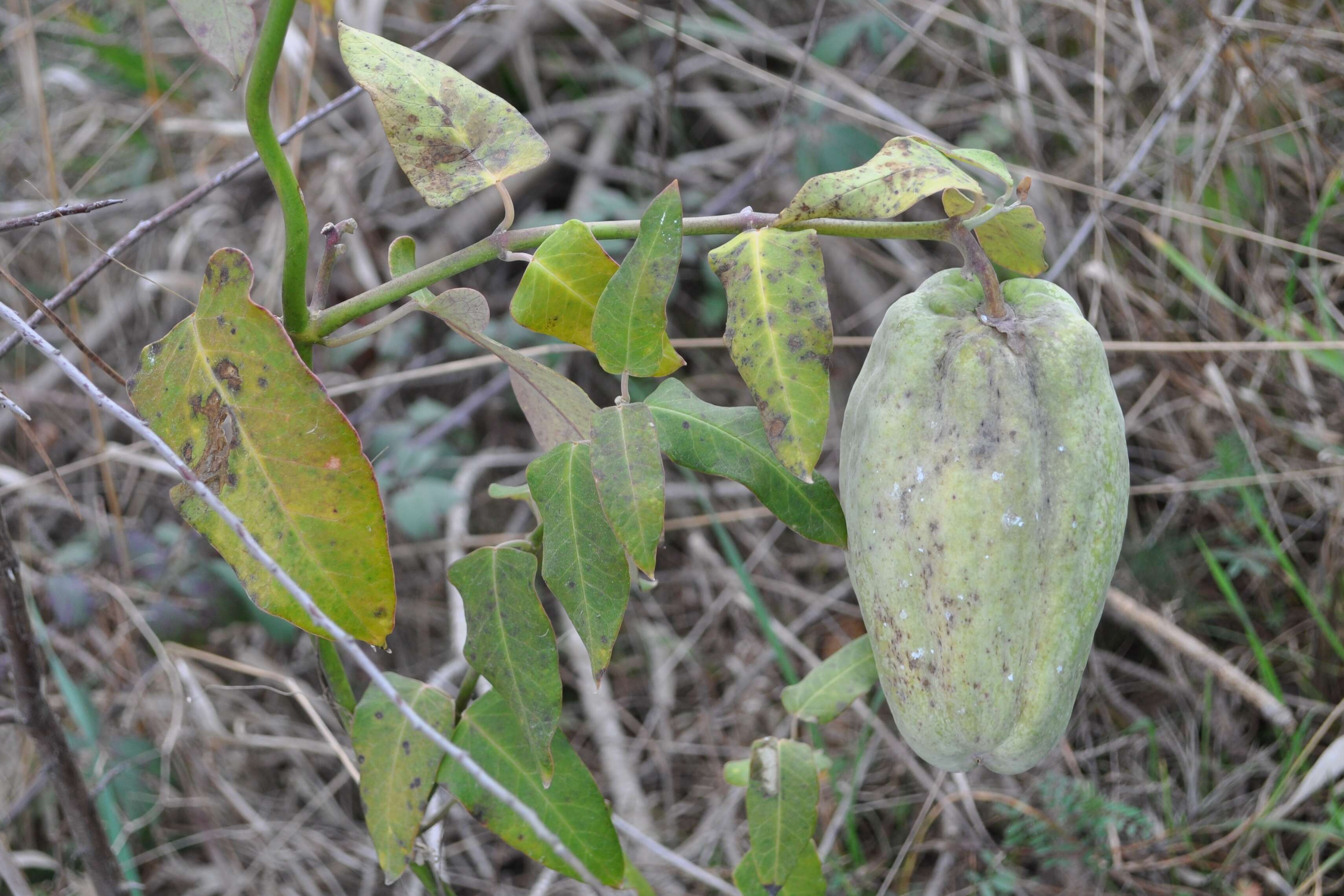 Araujia sericifera Brot. resmi