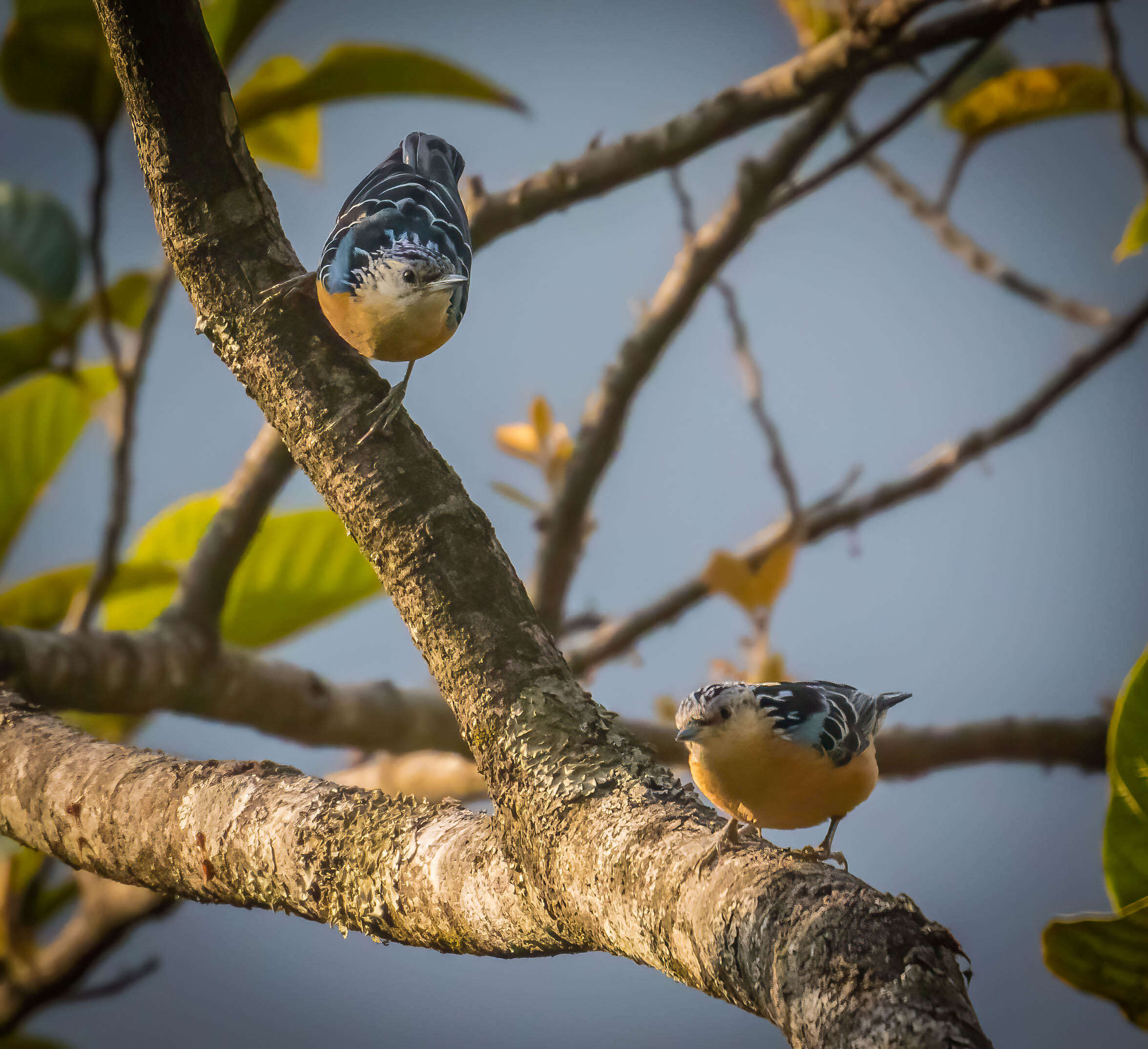 Image of Beautiful Nuthatch