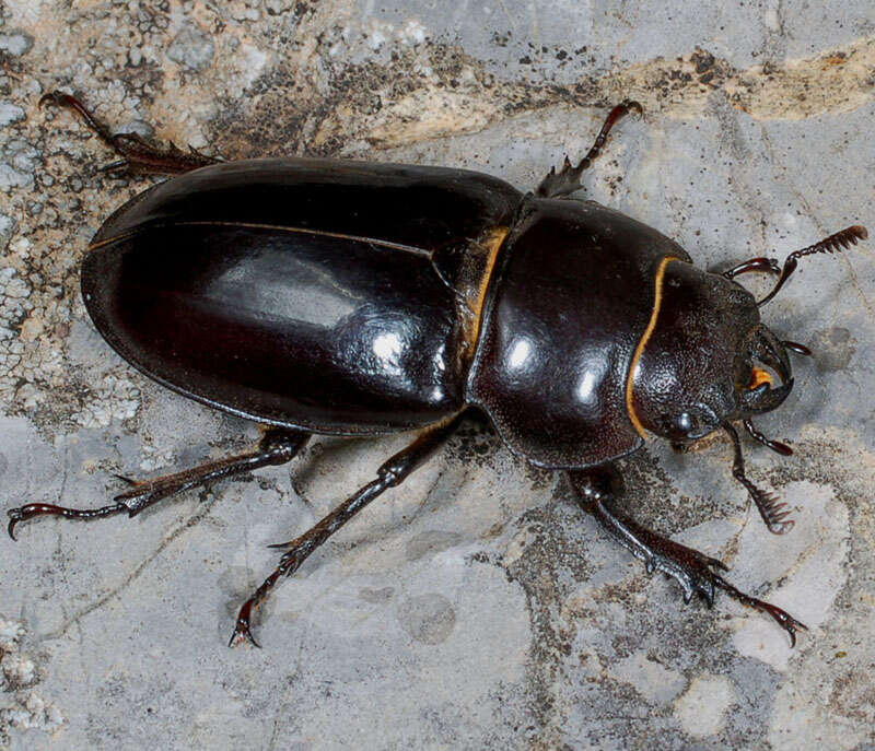 Image de Lucanus (Pseudolucanus) barbarossa Fabricius 1801