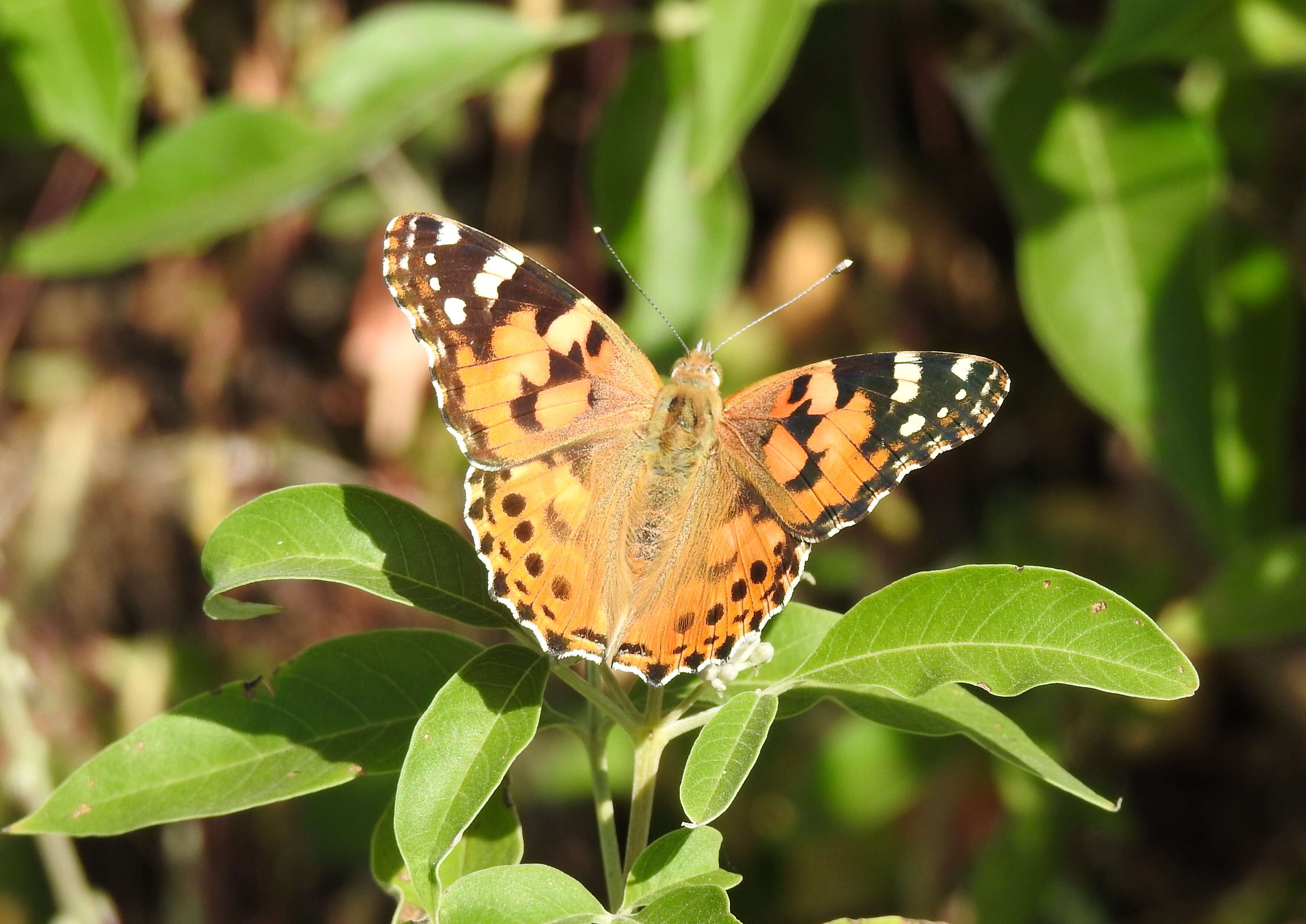 Image of Vanessa cardui