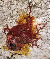 Image of Cinder lichen;   Rimmed lichen