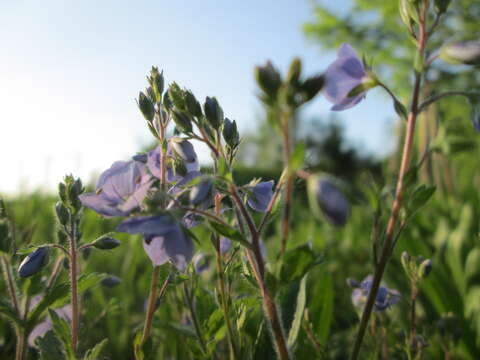 Image of bird's-eye speedwell