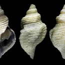 Image of Pleurotomella rossi Dell 1990