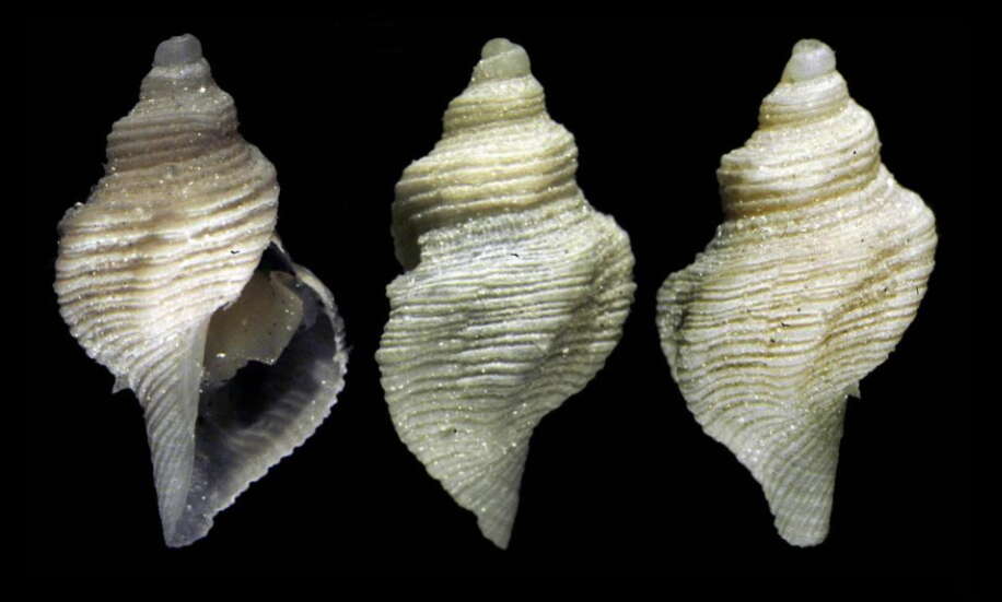 Image of Pleurotomella rossi Dell 1990