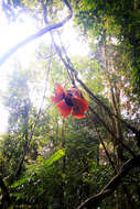 Image de Rafflesia arnoldii R. Br.