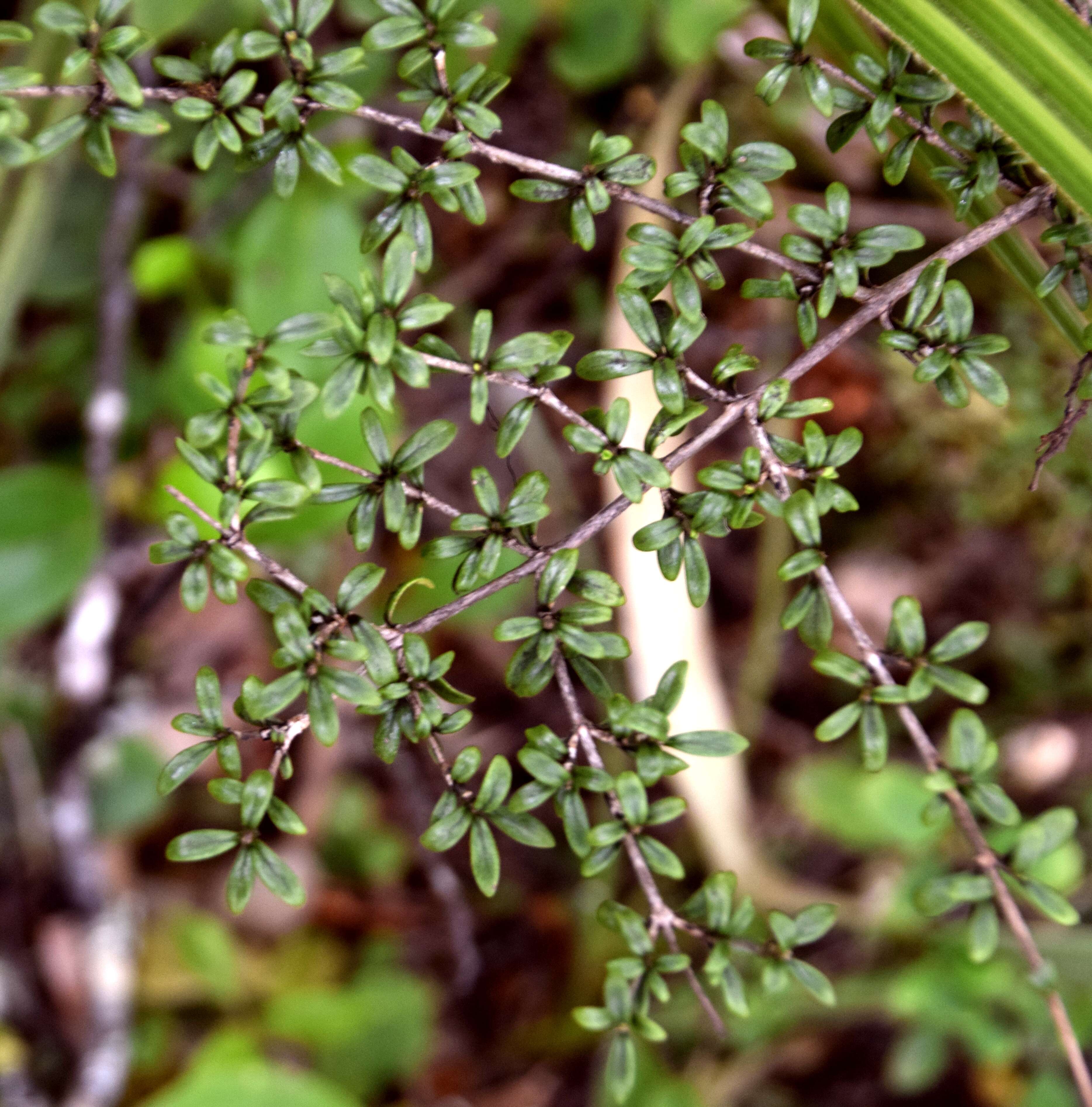 Image of Coprosma foetidissima J. R. Forst. & G. Forst.