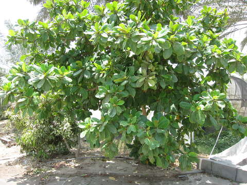 Image of tropical-almond