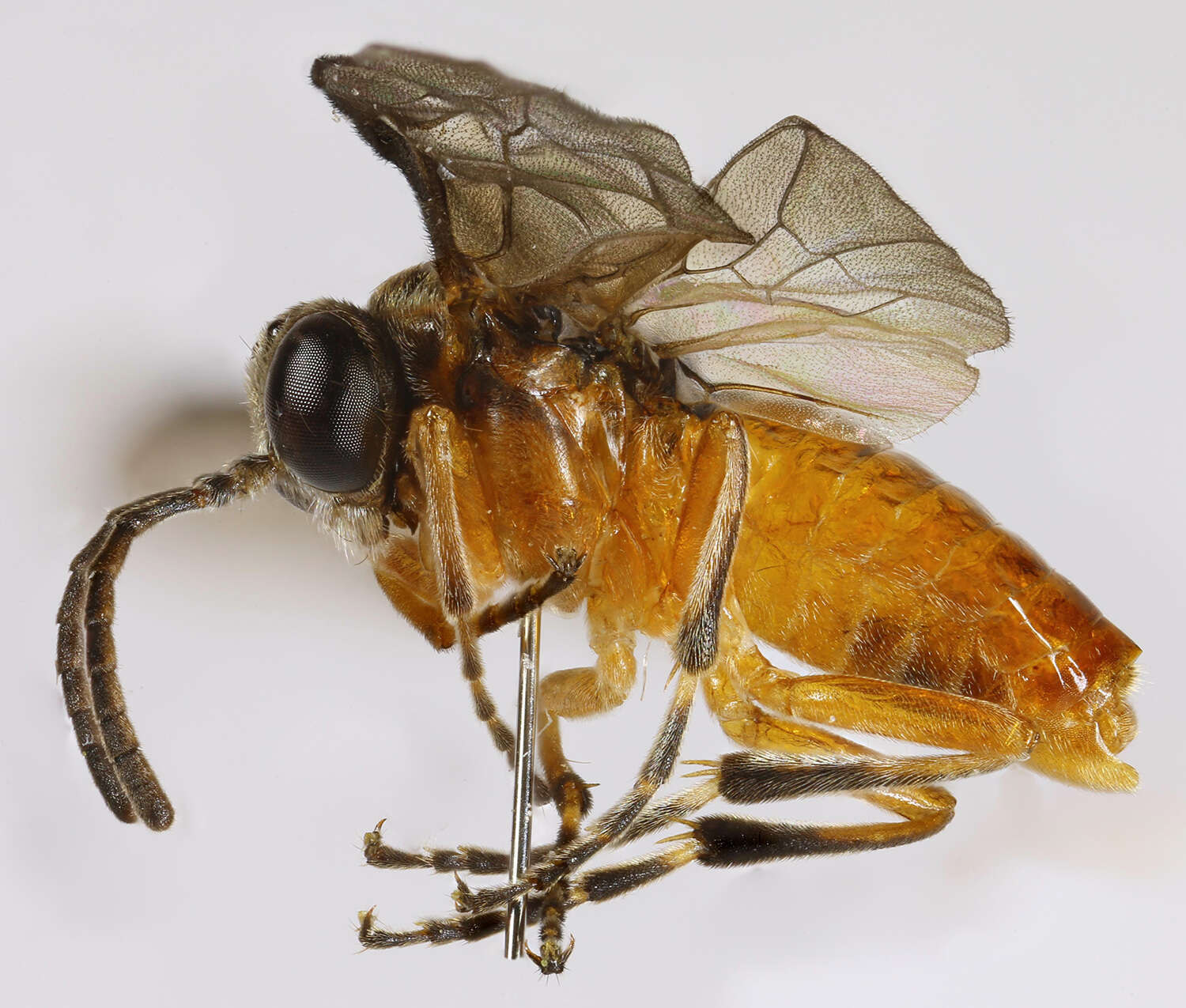 Image of <i>Athalia lugens</i>