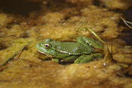 Image of Perez's Frog