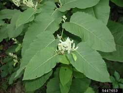 Image of Japanese Knotweed