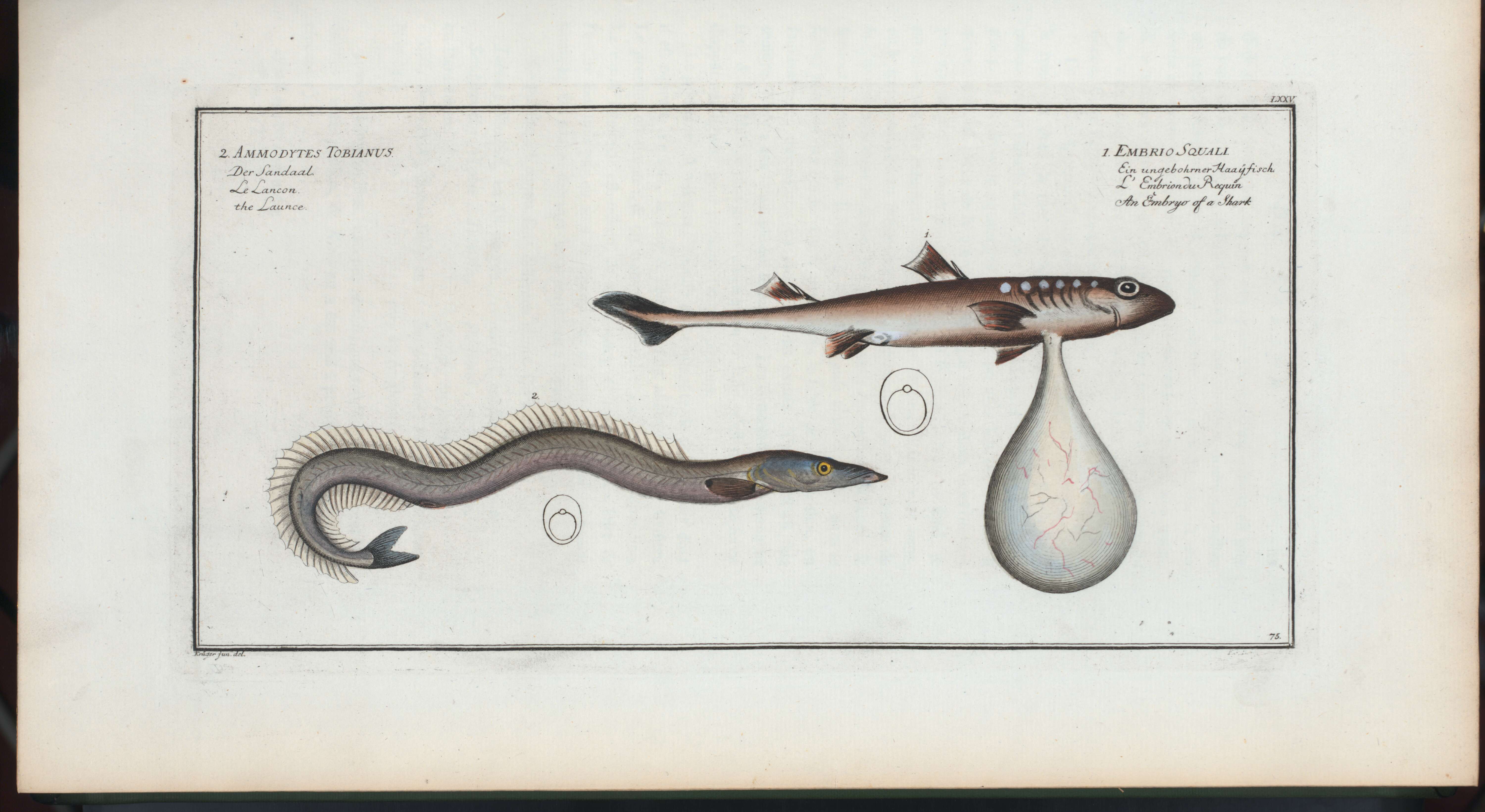 Image of Lesser Sand-eel