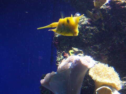 Image of Longhorn cowfish