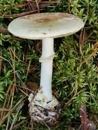 Image of False deathcap